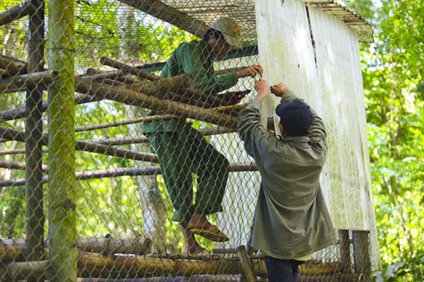 Hai nhân viên của vườn thú sửa sang lại chuồng cho các linh trưởng.